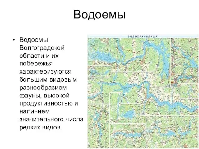 Водоемы Водоемы Волгоградской области и их побережья характеризуются большим видовым разнообразием