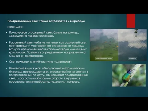 Поляризованный свет также встречается и в природе Поляризован отраженный свет, блики,