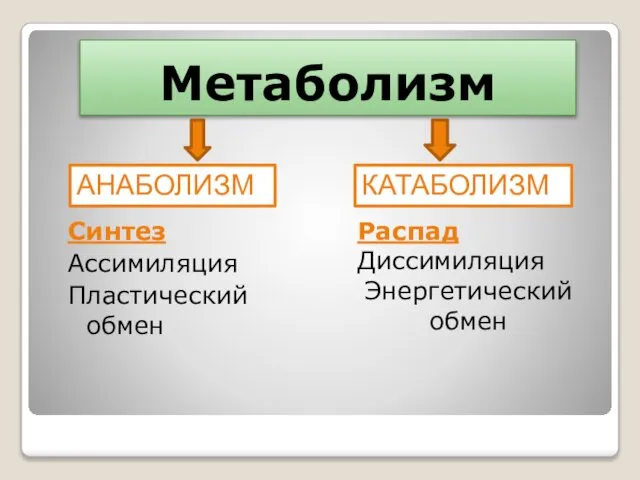 Метаболизм Распад Диссимиляция Энергетический обмен Синтез Ассимиляция Пластический обмен АНАБОЛИЗМ КАТАБОЛИЗМ