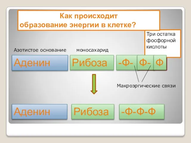 40 кДж 40 кДж Три остатка фосфорной кислоты Аденин Рибоза -Ф-