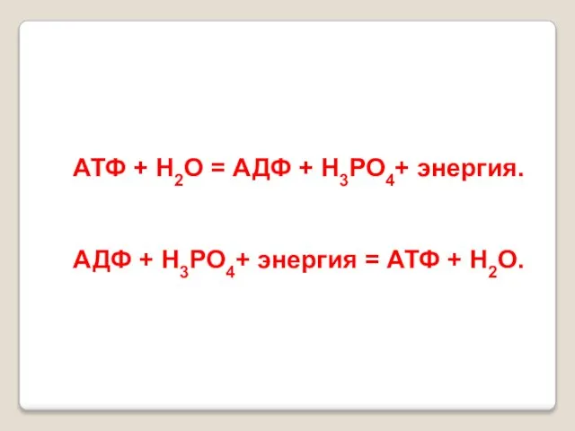 АТФ + Н2О = АДФ + Н3РО4+ энергия. АДФ + Н3РО4+ энергия = АТФ + Н2О.