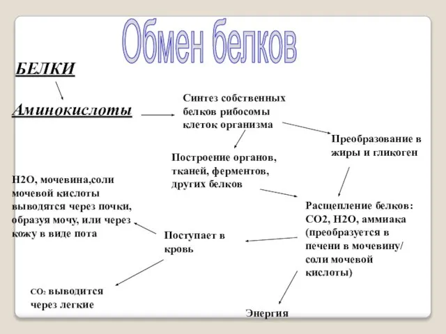 Обмен белков БЕЛКИ Аминокислоты H2O, мочевина,соли мочевой кислоты выводятся через почки,