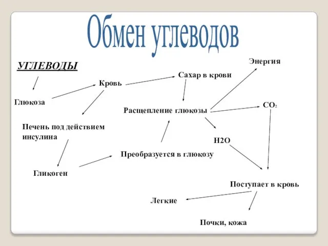 Обмен углеводов