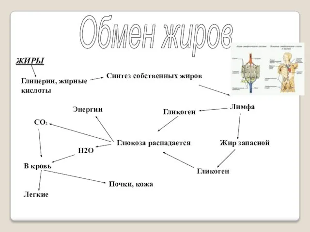 Обмен жиров