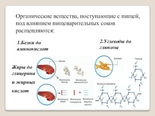 Органические вещества, поступающие с пищей, под влиянием пищеварительных соков расщепляются: 1.Белки