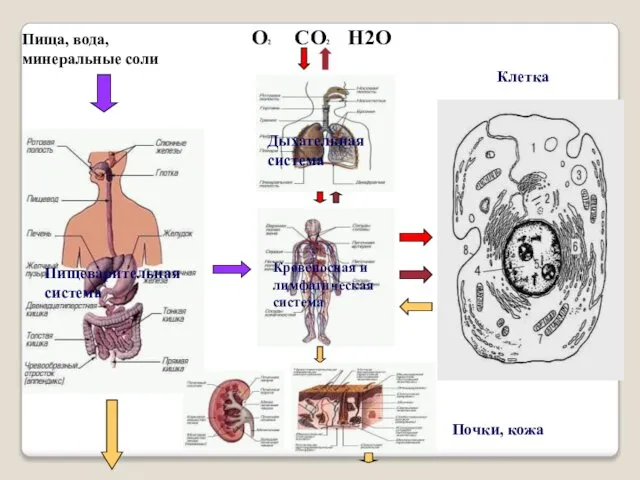 O2 CO2 H2O Пища, вода, минеральные соли Почки, кожа