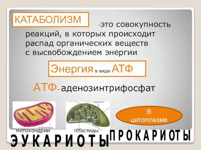 КАТАБОЛИЗМ -это совокупность реакций, в которых происходит распад органических веществ с