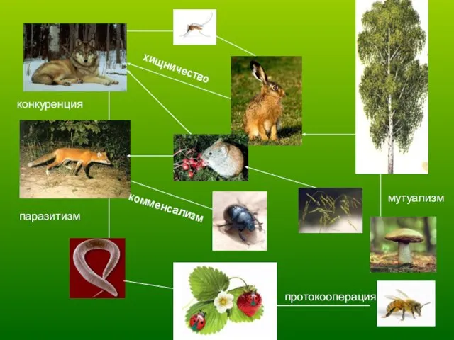 конкуренция паразитизм хищничество комменсализм протокооперация мутуализм