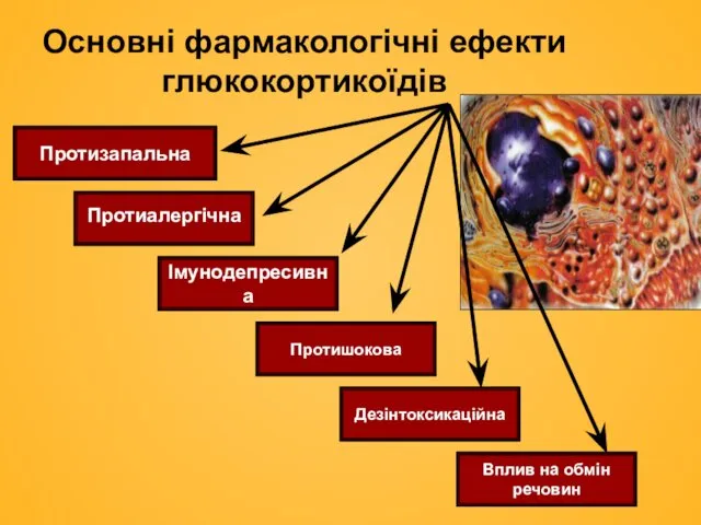Протизапальна Протиалергічна Імунодепресивна Дезінтоксикаційна Вплив на обмін речовин Протишокова Основні фармакологічні ефекти глюкокортикоїдів