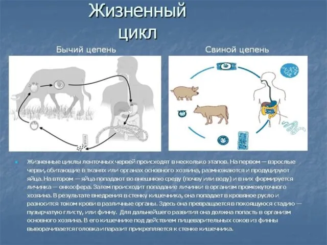 ЦИКЛ РАЗВИТИЯ ПАРАЗИТОВ И ОРГАНИЗМ ХОЗЯИНА Совокупность всех стадий онтогенеза паразита