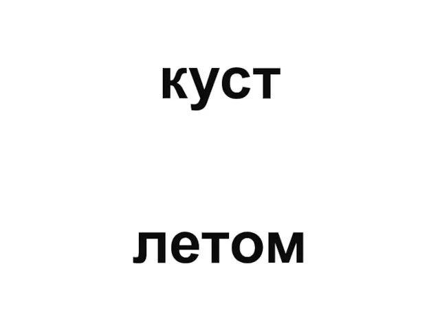 куст летом