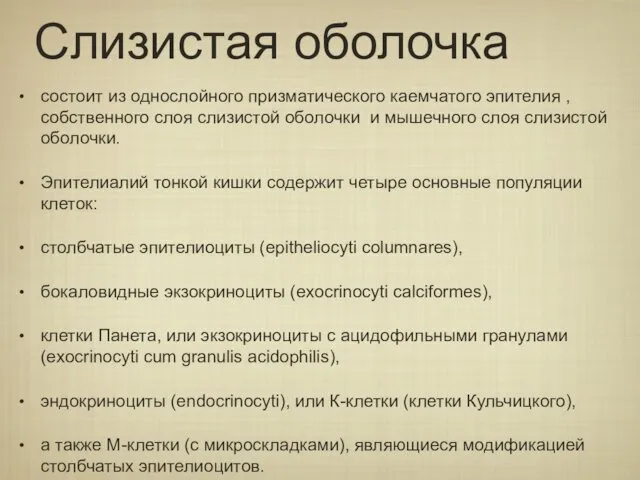 Слизистая оболочка состоит из однослойного призматического каемчатого эпителия , собственного слоя