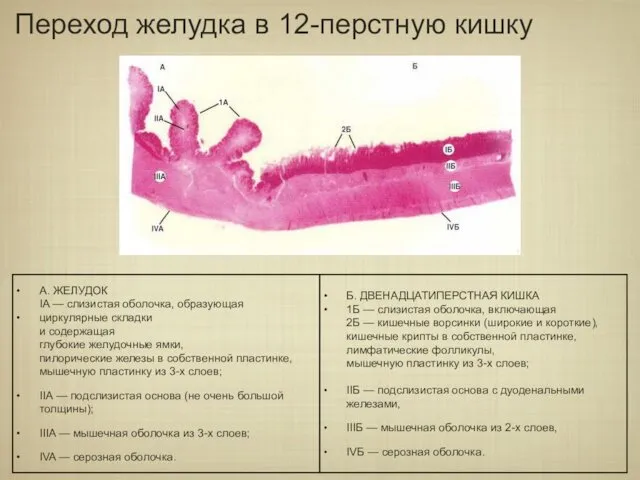 Переход желудка в 12-перстную кишку