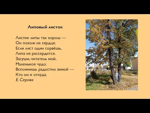 Липовый листок Листик липы так хорош — Он похож на сердце.