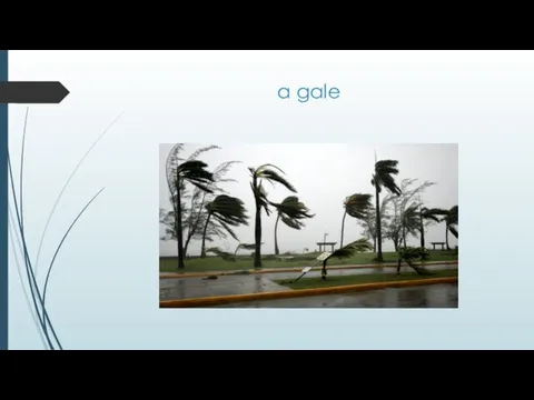 a gale