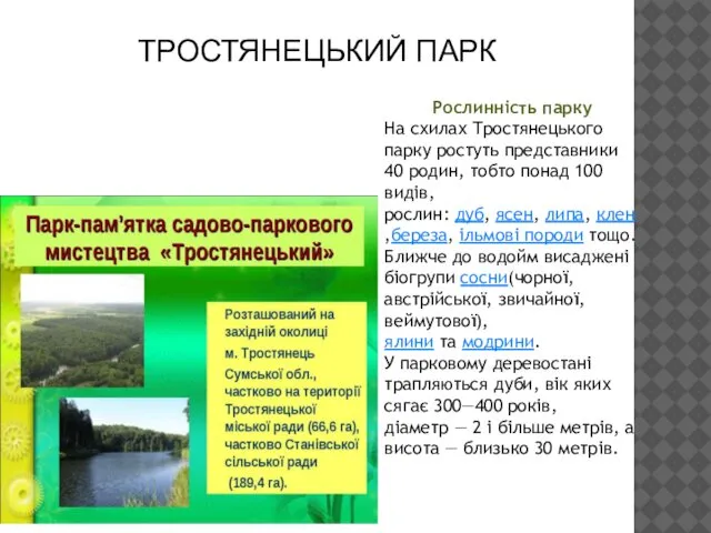 ТРОСТЯНЕЦЬКИЙ ПАРК Рослинність парку На схилах Тростянецького парку ростуть представники 40