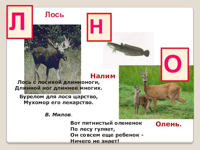 Л Налим Лось Лось с лосихой длинноноги, Длинной ног длиннее многих.