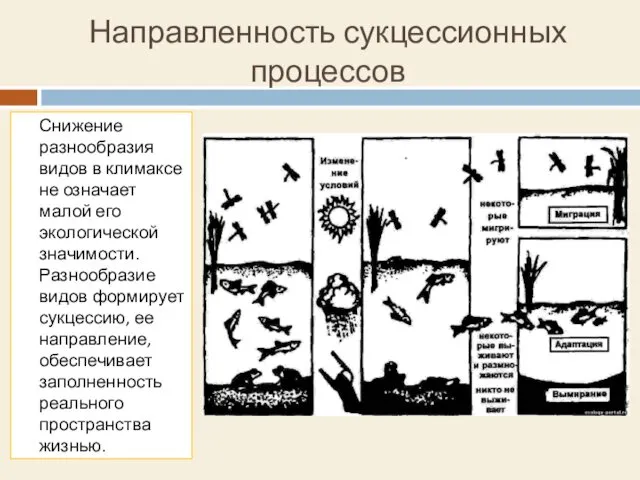 Направленность сукцессионных процессов Снижение разнообразия видов в климаксе не означает малой