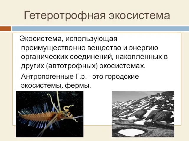 Гетеротрофная экосистема Экосистема, использующая преимущественно вещество и энергию органических соединений, накопленных