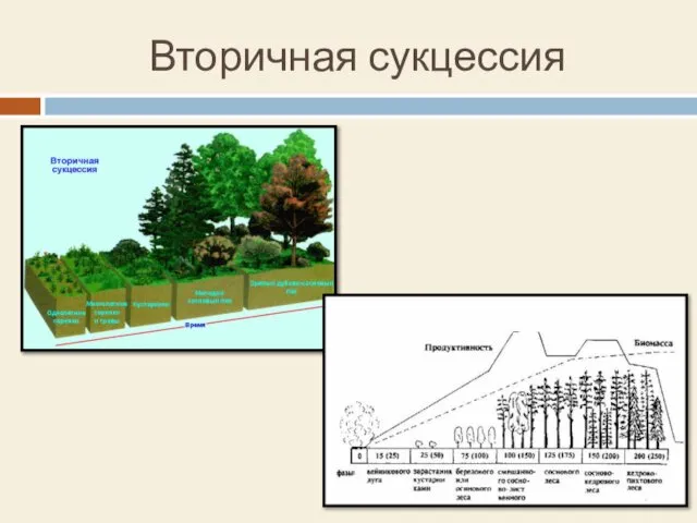 Вторичная сукцессия