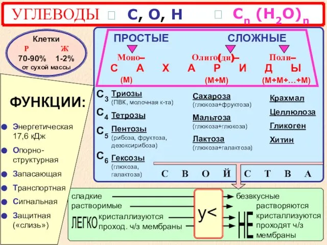 УГЛЕВОДЫ ? С, О, Н СЛОЖНЫЕ Моно– Олиго(ди)– Поли– С А