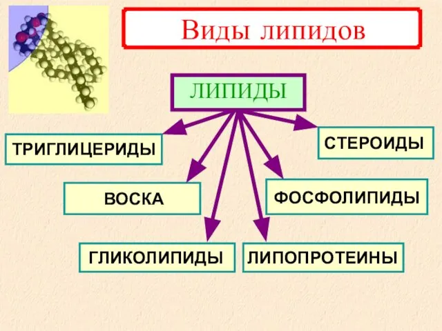 ФОСФОЛИПИДЫ СТЕРОИДЫ ЛИПОПРОТЕИНЫ ГЛИКОЛИПИДЫ ТРИГЛИЦЕРИДЫ ВОСКА ЛИПИДЫ Виды липидов