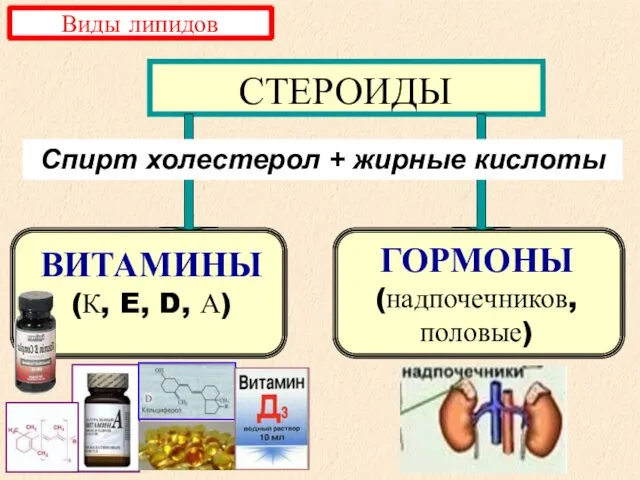 СТЕРОИДЫ ВИТАМИНЫ (К, E, D, А) ГОРМОНЫ (надпочечников, половые) Спирт холестерол + жирные кислоты Виды липидов