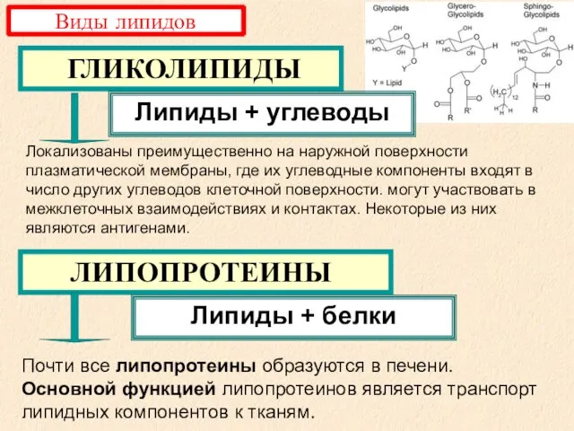 ЛИПОПРОТЕИНЫ ГЛИКОЛИПИДЫ Липиды + углеводы Липиды + белки Виды липидов Почти