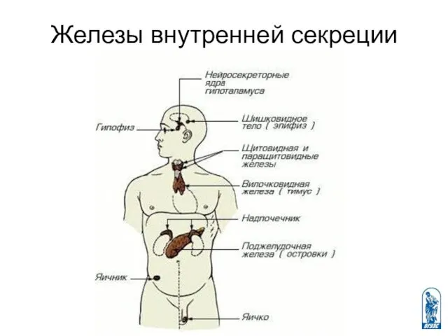 Железы внутренней секреции