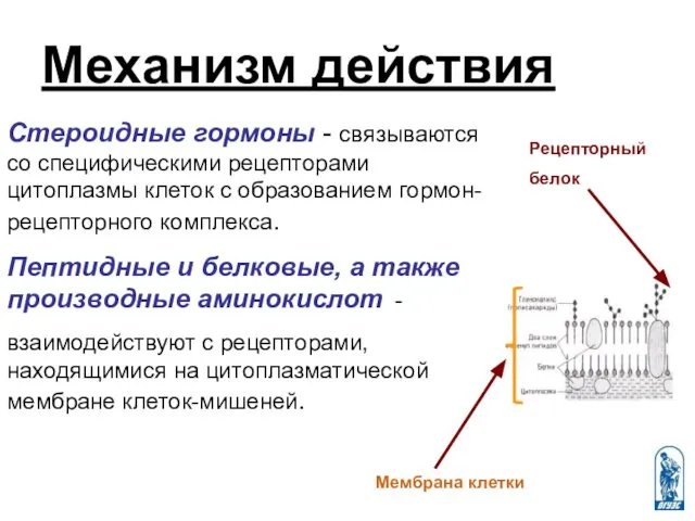 Механизм действия Стероидные гормоны - связываются со специфическими рецепторами цитоплазмы клеток