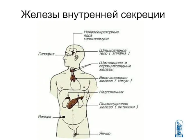 Железы внутренней секреции