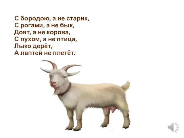 С бородою, а не старик, С рогами, а не бык, Доят,