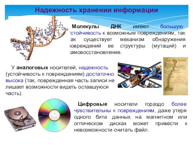 Молекулы ДНК имеют большую устойчивость к возможным повреждениям, так как существует