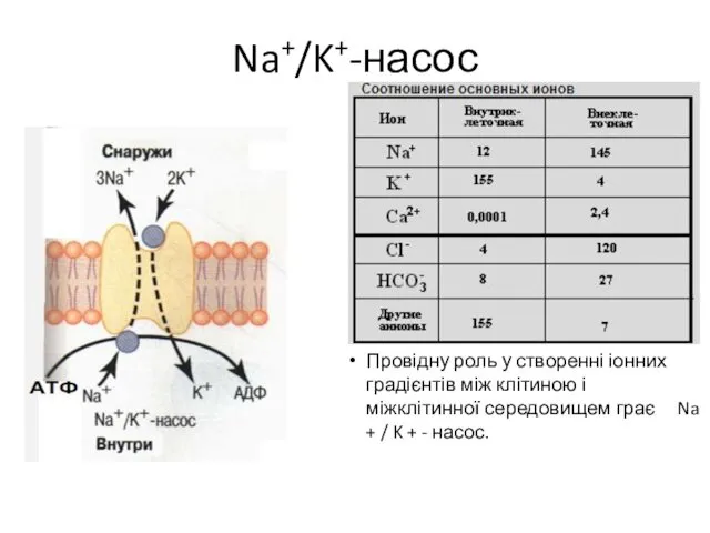 Na+/K+-насос Провідну роль у створенні іонних градієнтів між клітиною і міжклітинної