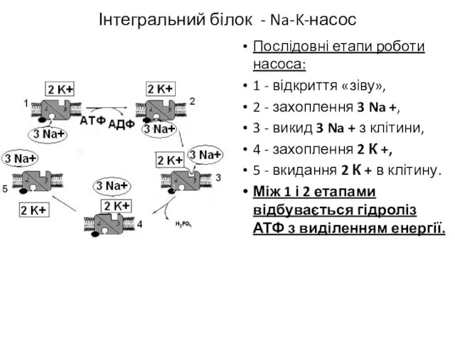 Інтегральний білок - Na-K-насос Послідовні етапи роботи насоса: 1 - відкриття