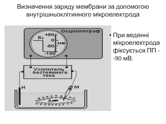 Визначення заряду мембрани за допомогою внутрішньоклітинного мікроелектрода При веденні мікроелектрода фіксується ПП - -90 мВ.