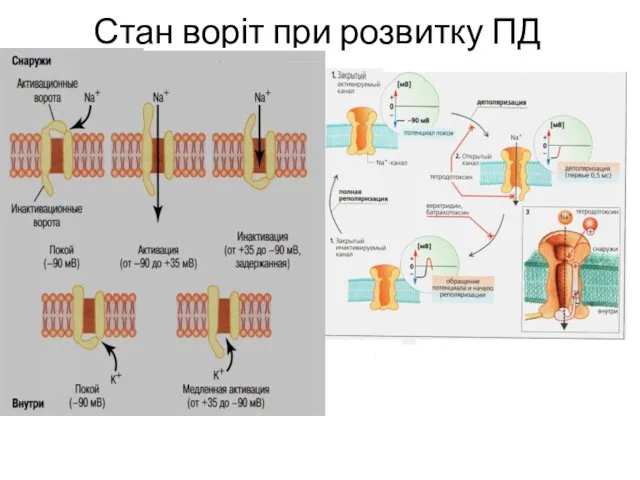 Стан воріт при розвитку ПД