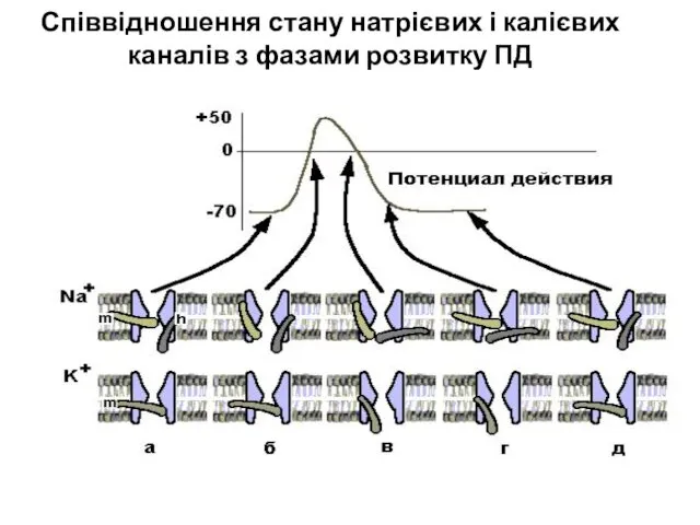 Співвідношення стану натрієвих і калієвих каналів з фазами розвитку ПД