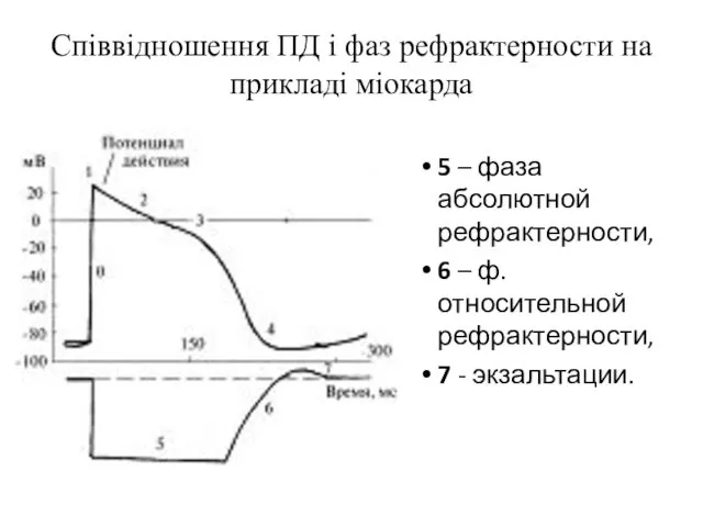 Співвідношення ПД і фаз рефрактерности на прикладі міокарда 5 – фаза