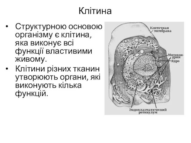 Клітина Структурною основою організму є клітина, яка виконує всі функції властивими