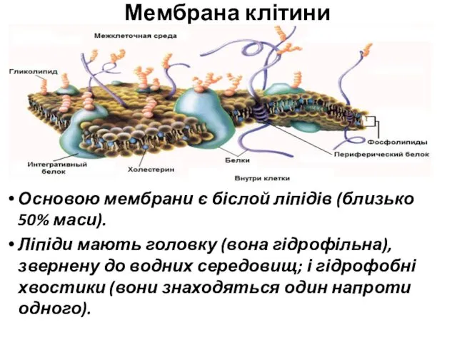 Мембрана клітини Основою мембрани є біслой ліпідів (близько 50% маси). Ліпіди