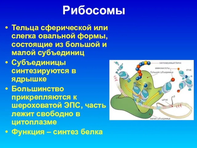 Рибосомы Тельца сферической или слегка овальной формы, состоящие из большой и