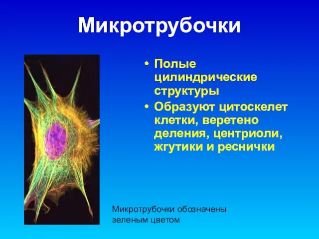 Микротрубочки Полые цилиндрические структуры Образуют цитоскелет клетки, веретено деления, центриоли, жгутики