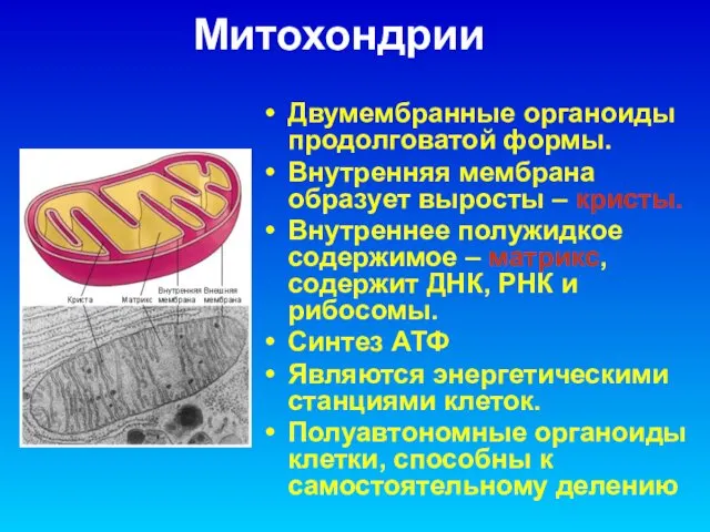 Митохондрии Двумембранные органоиды продолговатой формы. Внутренняя мембрана образует выросты – кристы.