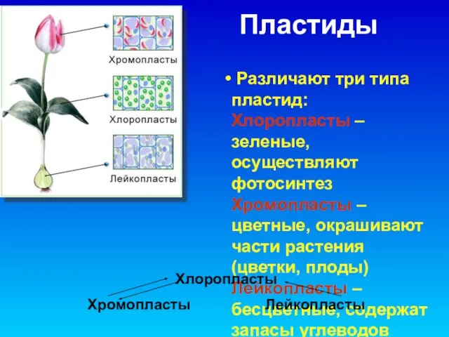 Пластиды Различают три типа пластид: Хлоропласты – зеленые, осуществляют фотосинтез Хромопласты