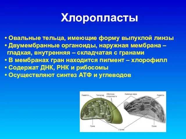 Овальные тельца, имеющие форму выпуклой линзы Двумембранные органоиды, наружная мембрана –