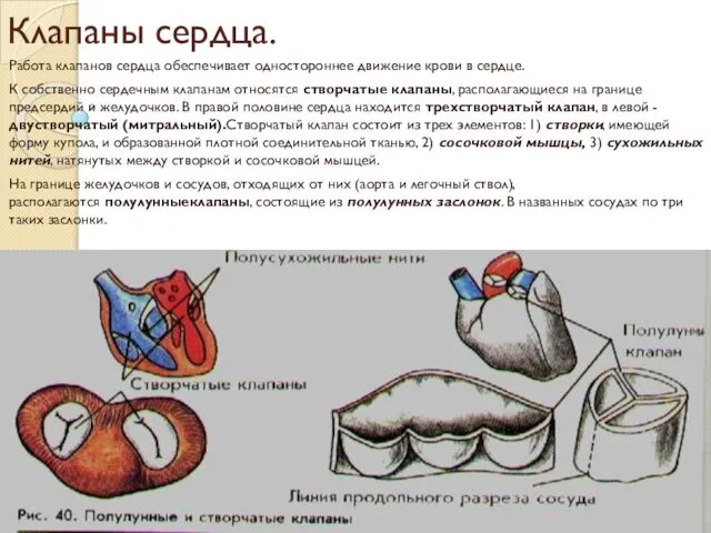 Клапаны сердца. Работа клапанов сердца обеспечивает одностороннее движение крови в сердце.