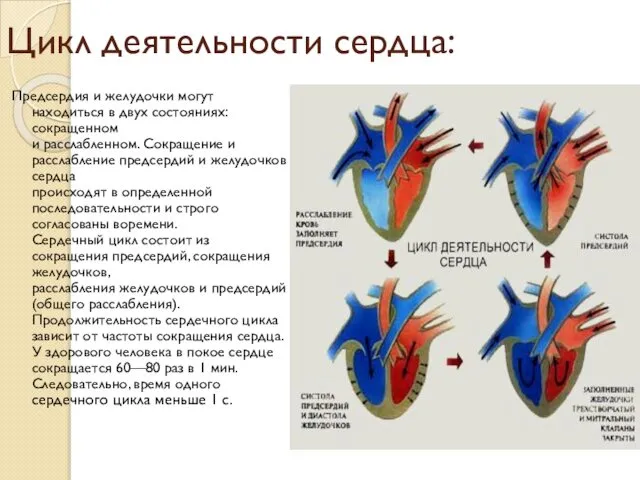 Цикл деятельности сердца: Предсердия и желудочки могут находиться в двух состояниях: