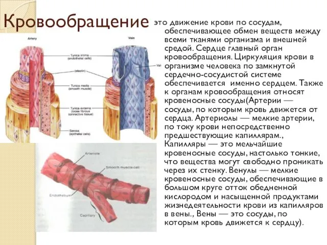 Кровообращение это движение крови по сосудам, обеспечивающее обмен веществ между всеми