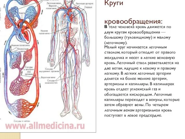 Круги кровообращения: В теле человека кровь движется по двум кругам кровообращения
